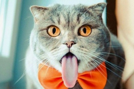 Котики в кадре: самые забавные моменты, которые поднимают настроение