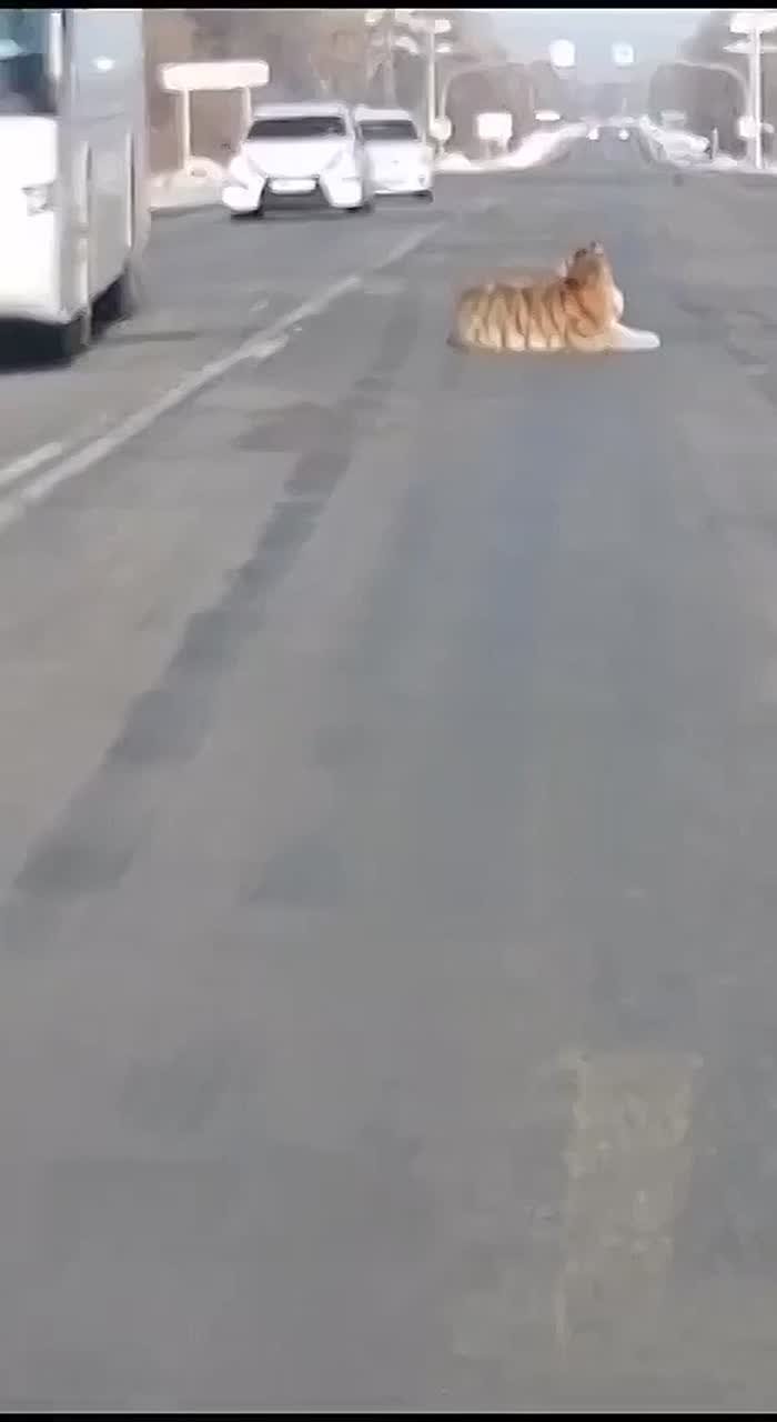 А я лягу-прилягу. В Хабаровском крае тигр ненадолго остановил движение на дороге — хищник просто лёг посреди проезжей части и отдыхал