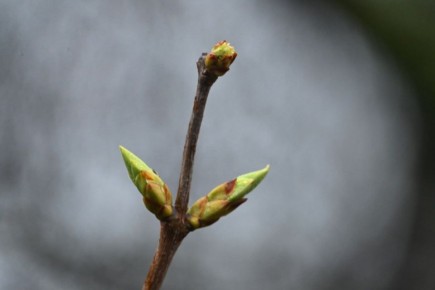 ����� ���������� �������� �������� ������������