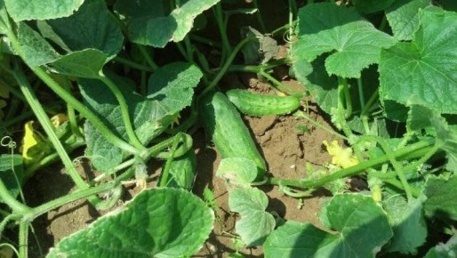 ����� ������ ������� ��� ��������� ������