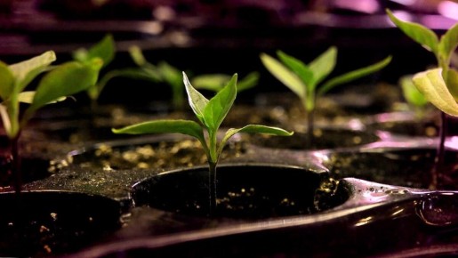 ������ ����� ��� ������ ������� � �������� �����