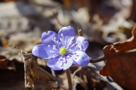 ������ ����, ��������������� �������!