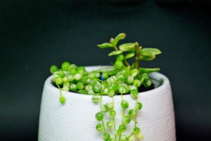 ������� ������ �� �����: ������� ������ � �������������