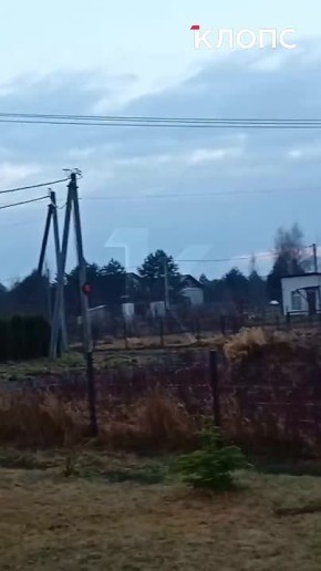 Эксперт рассказал, зачем в посёлок на Калининградском заливе наведались волки