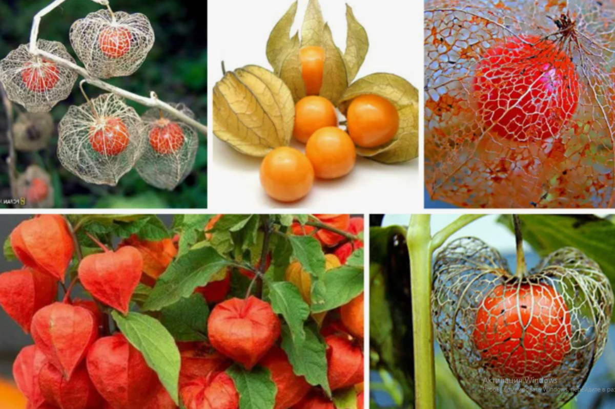 Алкекенги: волшебный фрукт, который преобразит ваш сад