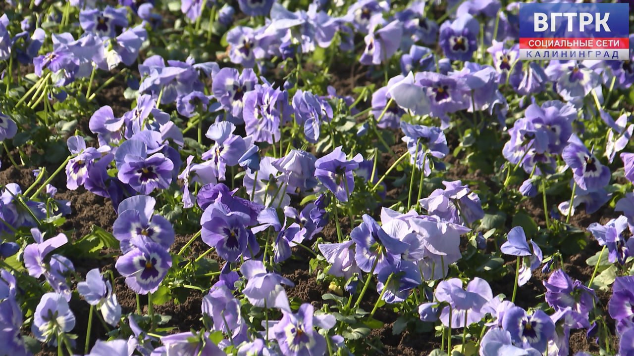 На городских клумбах Калининграда высаживают виолы, они же «анютины глазки»