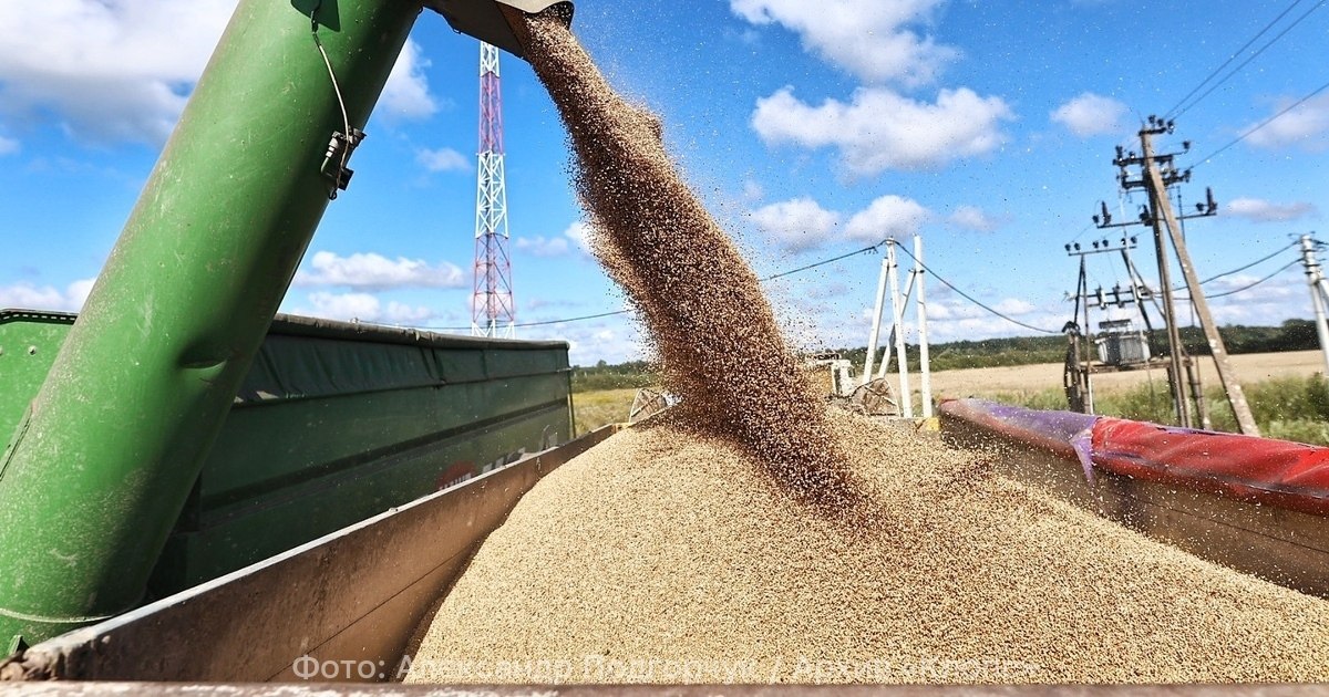 Калининградскую пшеницу отправили в самую густонаселённую страну Африки