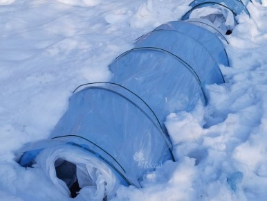 Первые шаги к здоровым розам: как проводить обработку без снятия укрытия