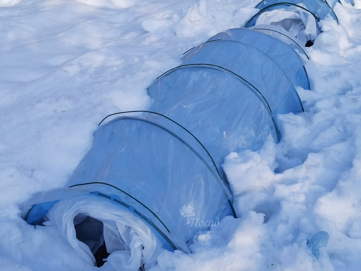 Первые шаги к здоровым розам: как проводить обработку без снятия укрытия