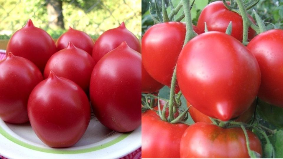 ������� ��������� ���������: 5 ���������� ������ � ������������ �� 2.5 �� � �����