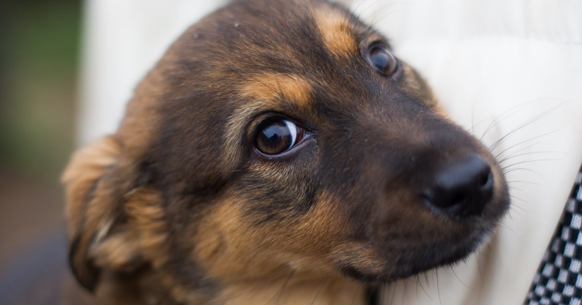 Учёные выяснили, что людям нравятся те же звуки, что и животным