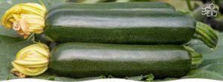 Как выбрать и вырастить кабачки в июне: советы и лучшие сорта