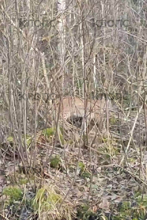 Рыбак в Полесском районе наткнулся на рысь Рыбак в Полесском районе наткнулся на рысь