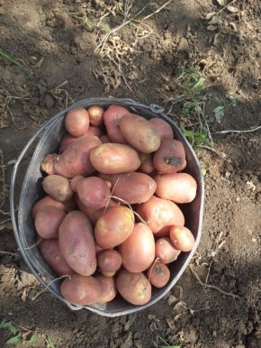 ����� ���������� ������ ���������: ����� � ��������