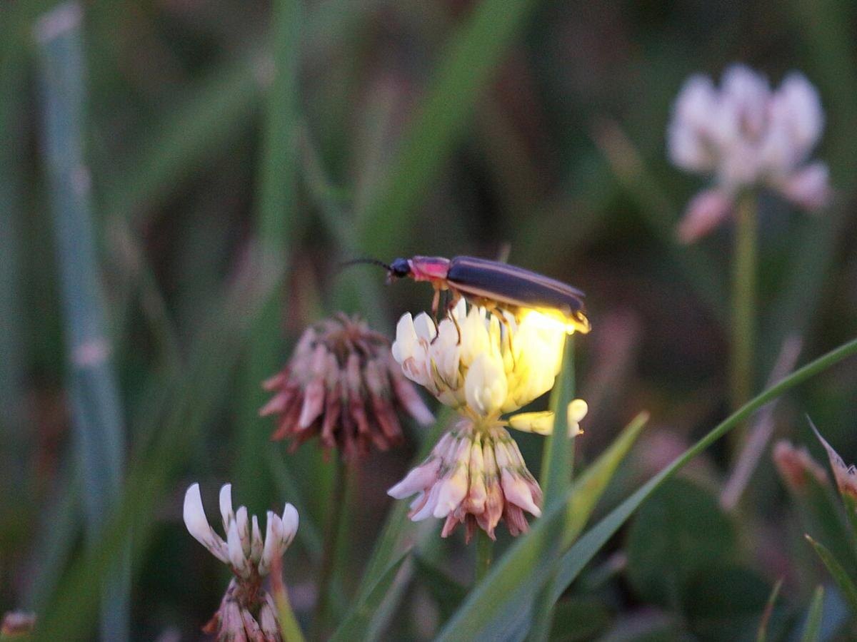 Пятнистые светлячки: новая угроза для сельского хозяйства Пенсильвании