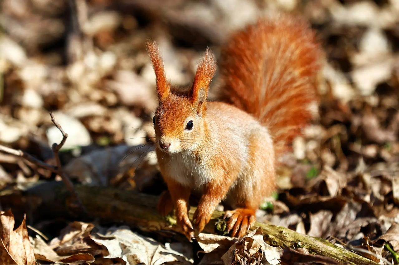 Наш фотокорреспондент Александр Подгорчук поймал весну в объектив: тут и рыжий хвост мелькнул, и стайка птичек пролетела Наш фотокорреспондент Александр Подгорчук поймал весну в объектив: тут и рыжий хвост мелькнул, и стайка птичек пролетела