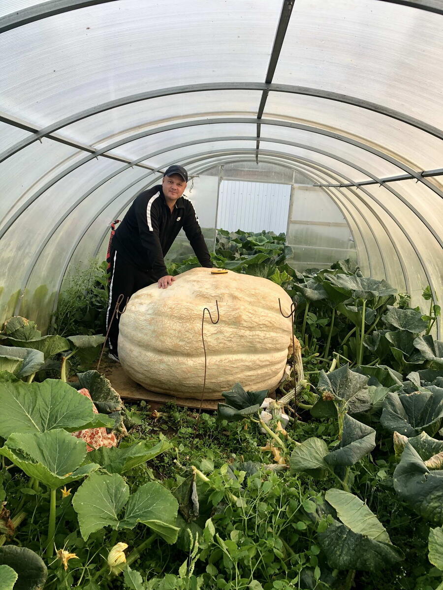 Что делать в саду осенью: советы и достижения садоводов