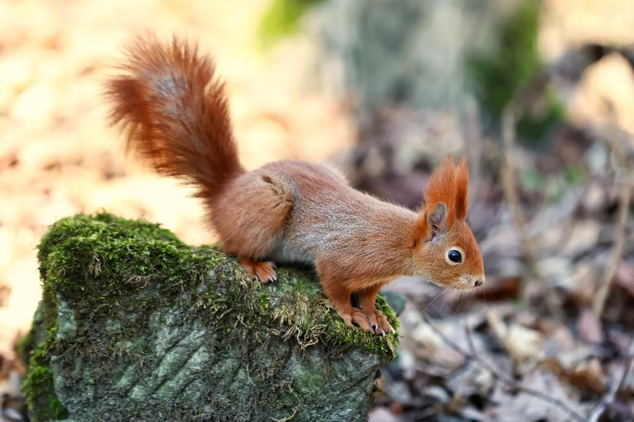 Наш фотокорреспондент Александр Подгорчук поймал весну в объектив: тут и рыжий хвост мелькнул, и стайка птичек пролетела Наш фотокорреспондент Александр Подгорчук поймал весну в объектив: тут и рыжий хвост мелькнул, и стайка птичек пролетела