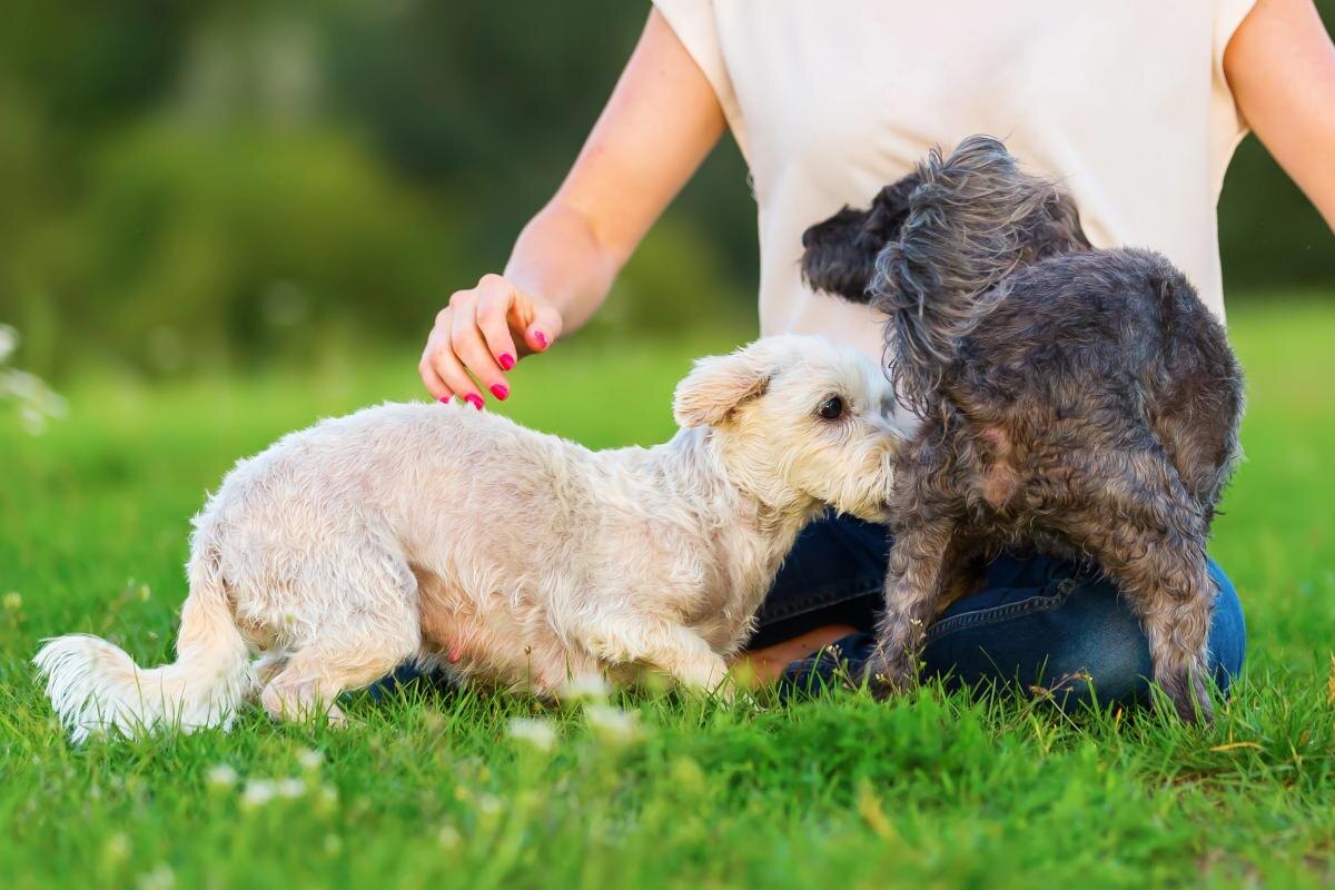 Почему собаки обнюхивают друг друга именно под хвостом