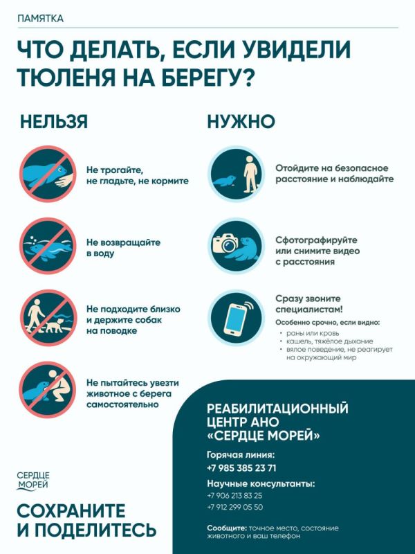 Как помочь детёнышу тюленя и не навредить