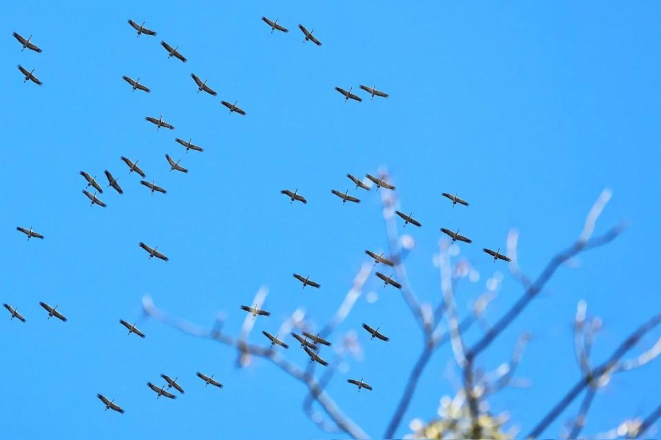 Наш фотокорреспондент Александр Подгорчук поймал весну в объектив: тут и рыжий хвост мелькнул, и стайка птичек пролетела