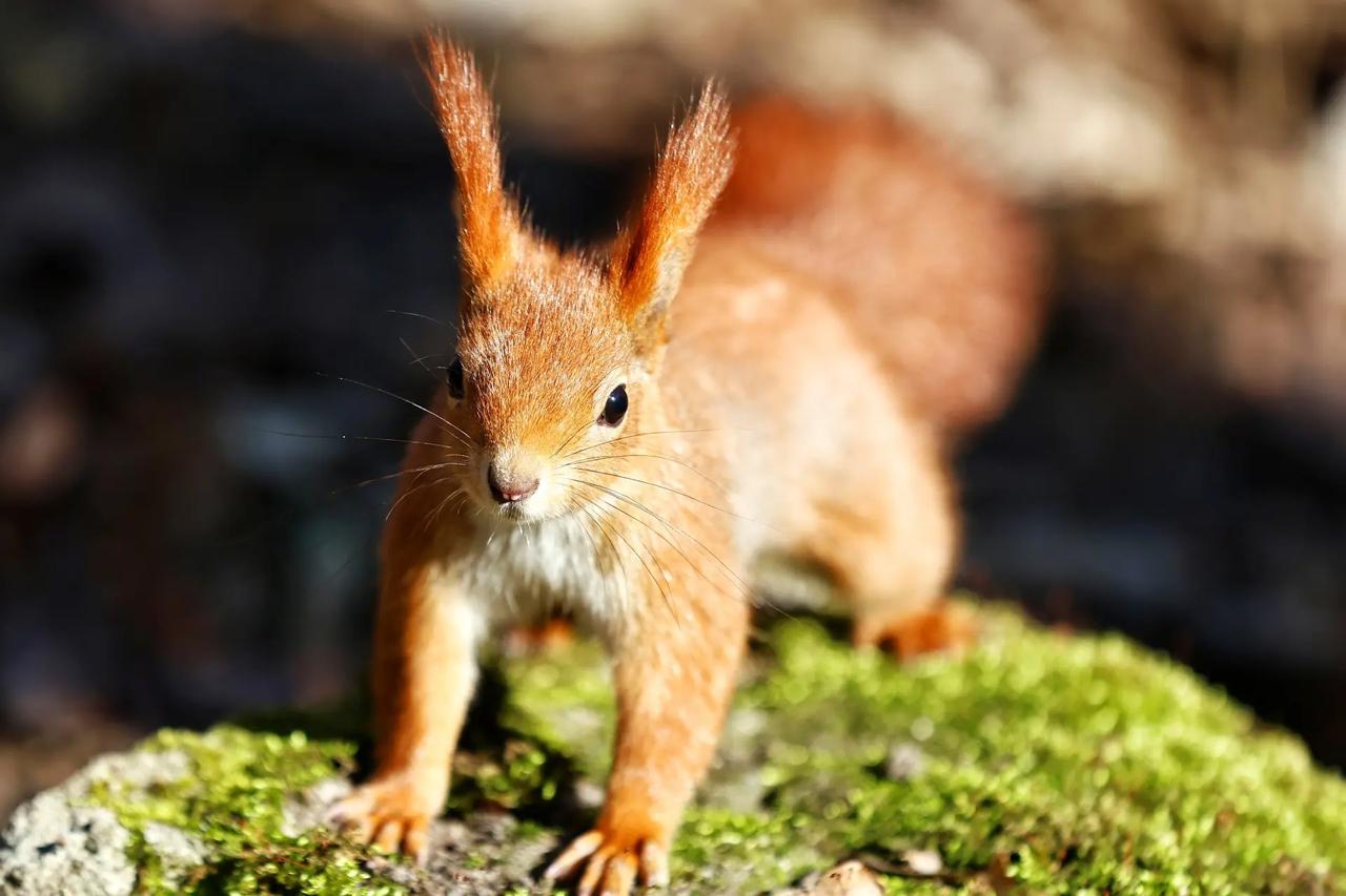 Наш фотокорреспондент Александр Подгорчук поймал весну в объектив: тут и рыжий хвост мелькнул, и стайка птичек пролетела Наш фотокорреспондент Александр Подгорчук поймал весну в объектив: тут и рыжий хвост мелькнул, и стайка птичек пролетела