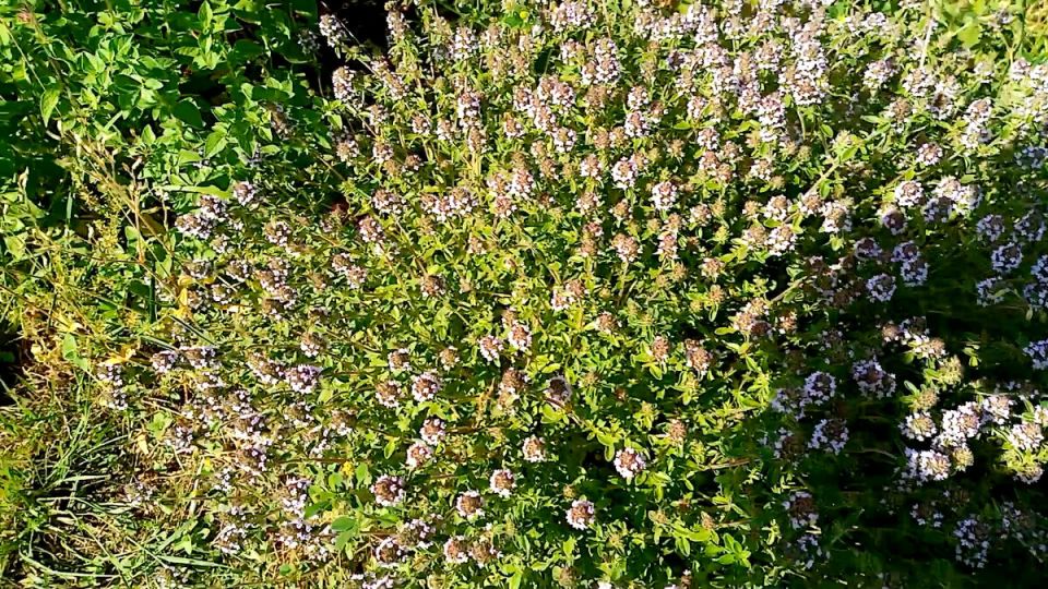 Секреты ароматного чая из сада: вкус и здоровье в одной чашке