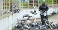 Зараза на крыльях: биолог рассказал, чем опасны стаи голубей