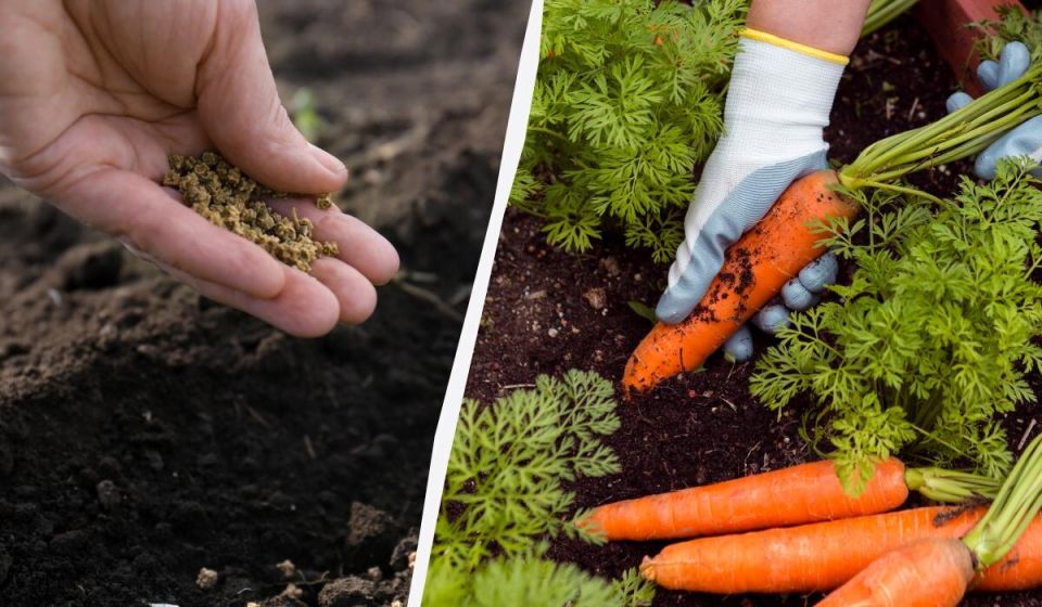 Как добиться идеального урожая моркови: секреты правильной посадки