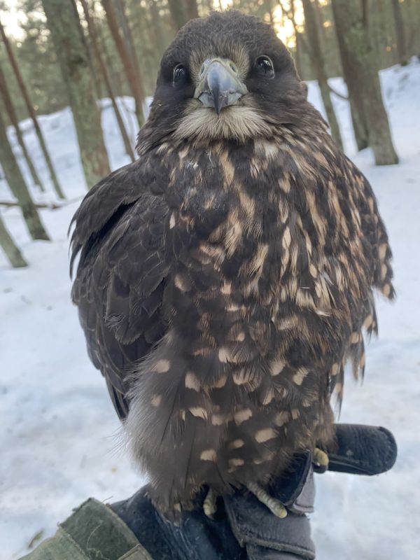 �� �������� ���� � ������� �����������, ������������ ������ �������, ������ ����� �������