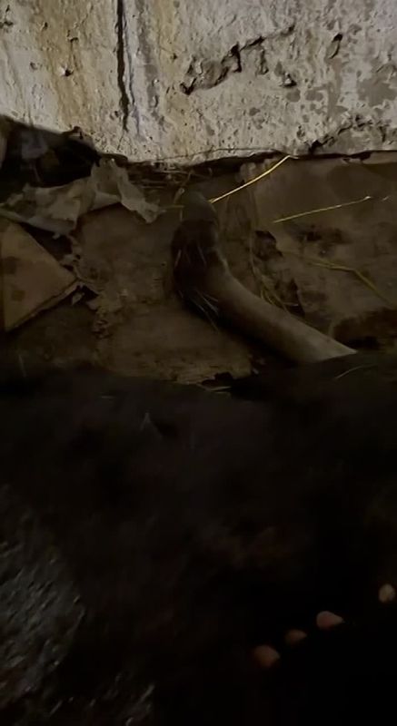 Что там у лосихи? Не родила ли?