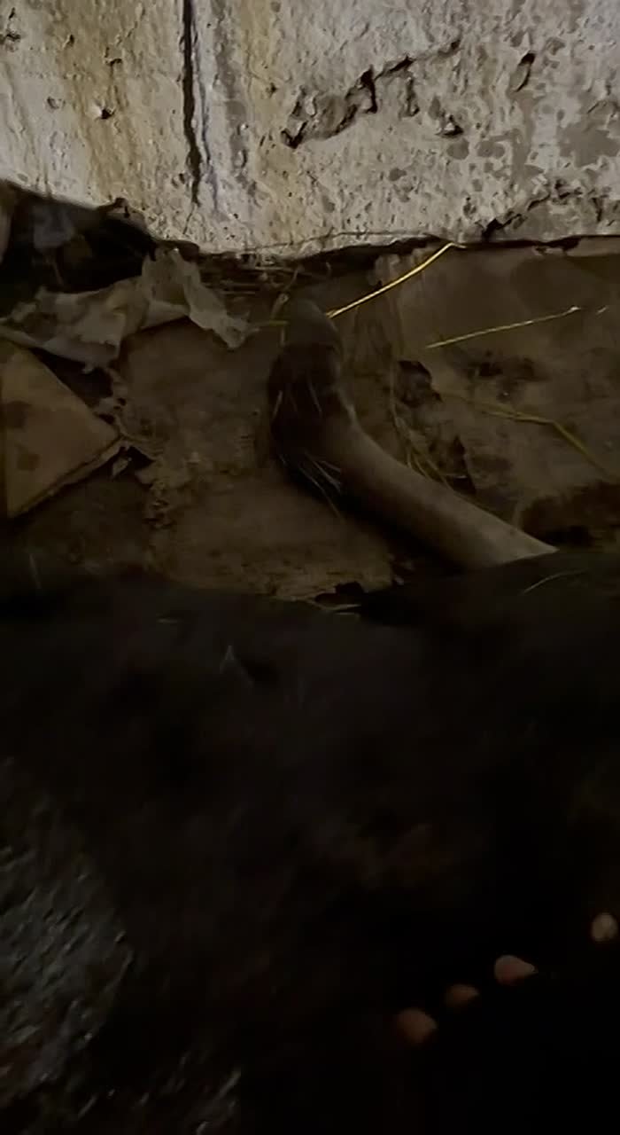 Что там у лосихи? Не родила ли?