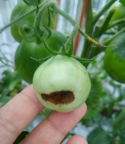 Как справиться с вершинной гнилью помидоров: простые шаги к здоровым урожаям