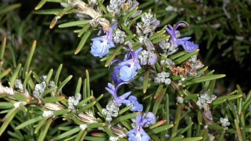 ������ �� ����������� ��������� � �������� ��������