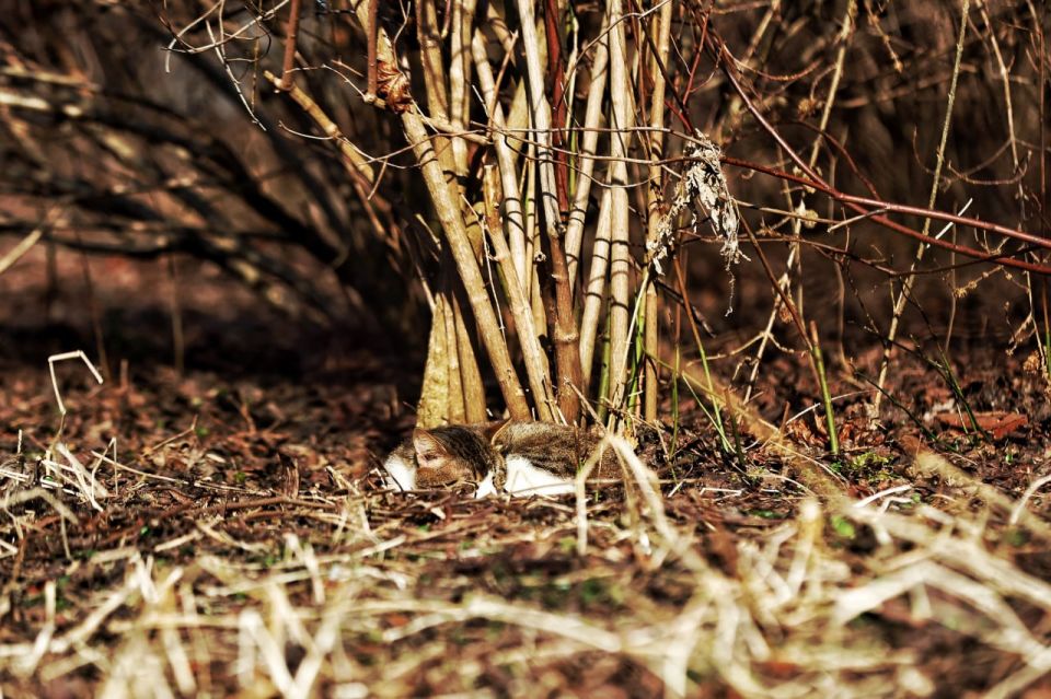 Доброе утро, Калининград. Начинаем неделю спокойно — погода в целом порадует, но к середине немного «пошалит»