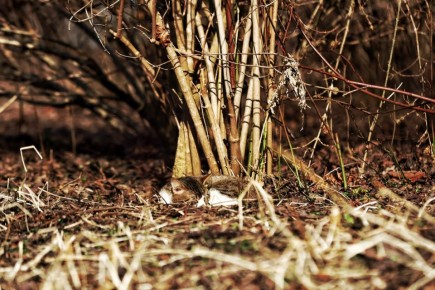 ������ ����, �����������. �������� ������ �������� � ������ � ����� ��������, �� � �������� ������� ��������