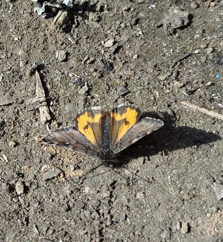 �������-��������� ��������� � ����������� ��������