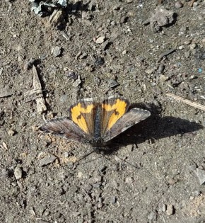 �������-��������� ��������� � ����������� ��������