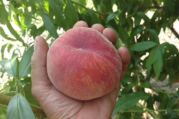 Персик Посол мира: уникальный сорт для вашего сада