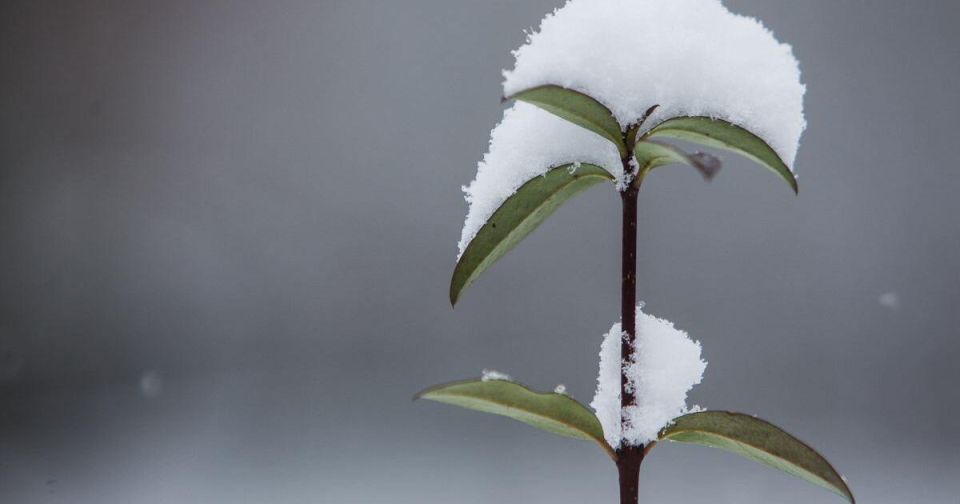 В первых числах апреля в регионе снова может пойти снег, но, скорее всего, ненадолго и вперемешку с дождём