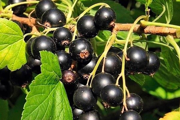 ����������� ��������� ׸���� �����: ������� ������ � �������� ������