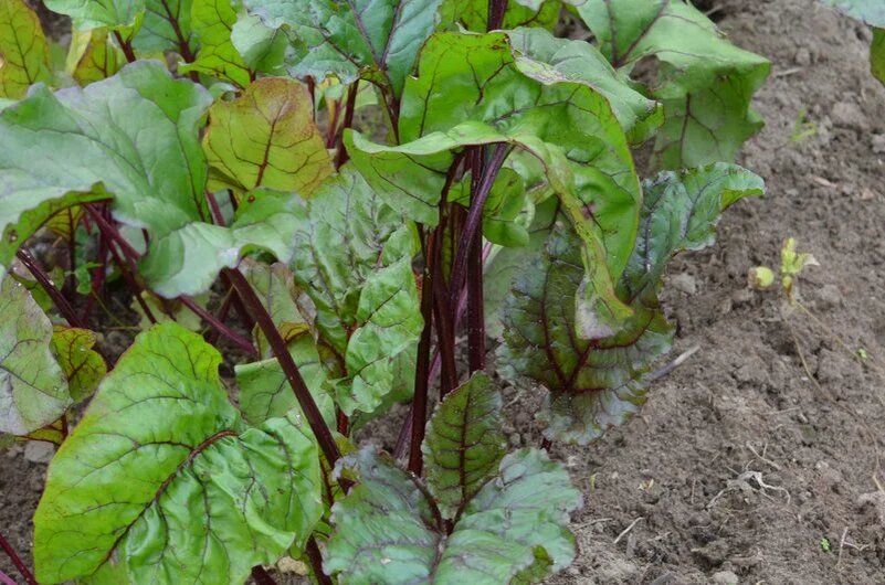 Как растения сигнализируют о нехватке питательных веществ в почве