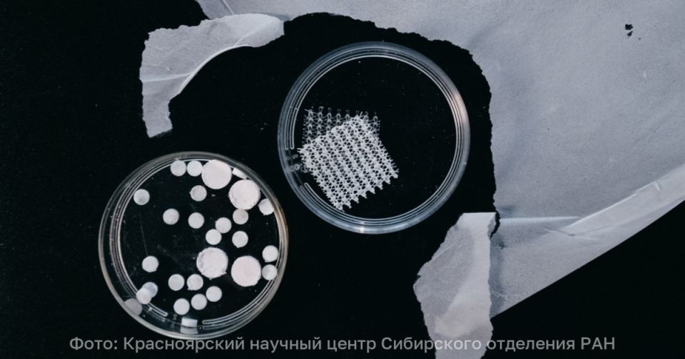 Учёные из Красноярска создали биопластик из отходов балтийской кильки и скумбрии