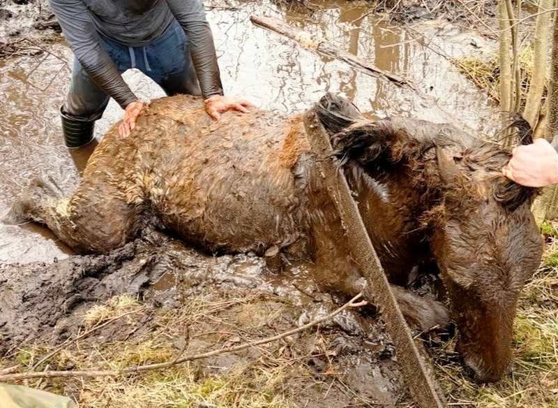 ��� ������������� ���������� ��������� �����������