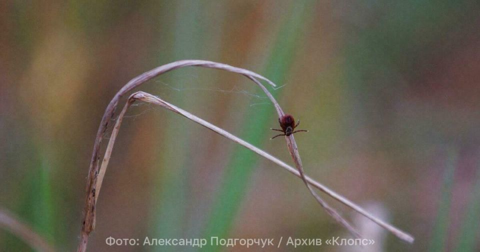 Бегают, как муравьи, и жалят, как пчела: в Россию пришли «клещи-мутанты»