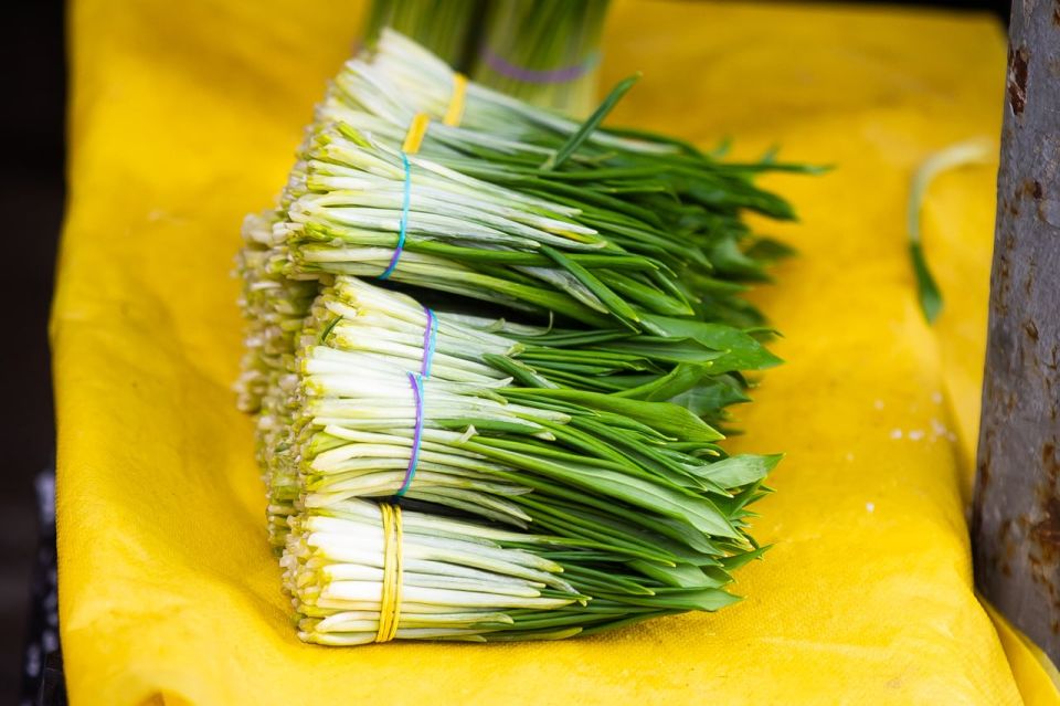 В лесах Калининградской области начали собирать черемшу