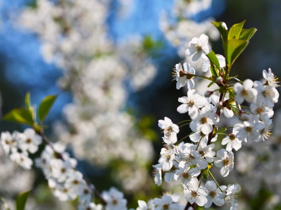 ��� ����� �������� ����� �������: ������� ��������� �����������