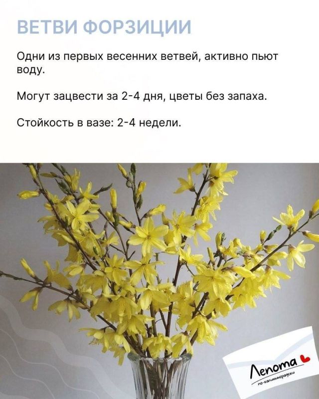 Самый простой способ добавить весну домой — поставить ветки в вазу