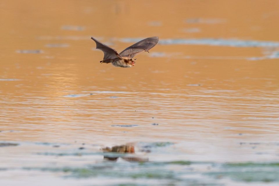 А была ли птичка?. «Мышка мастерски наворачивала круги над водой, уворачиваясь от фокуса, а потом улетела и привесилась к веточке, но ненадолго. Она снова вернулась к воде и дала возможность ещё себя поснимать»