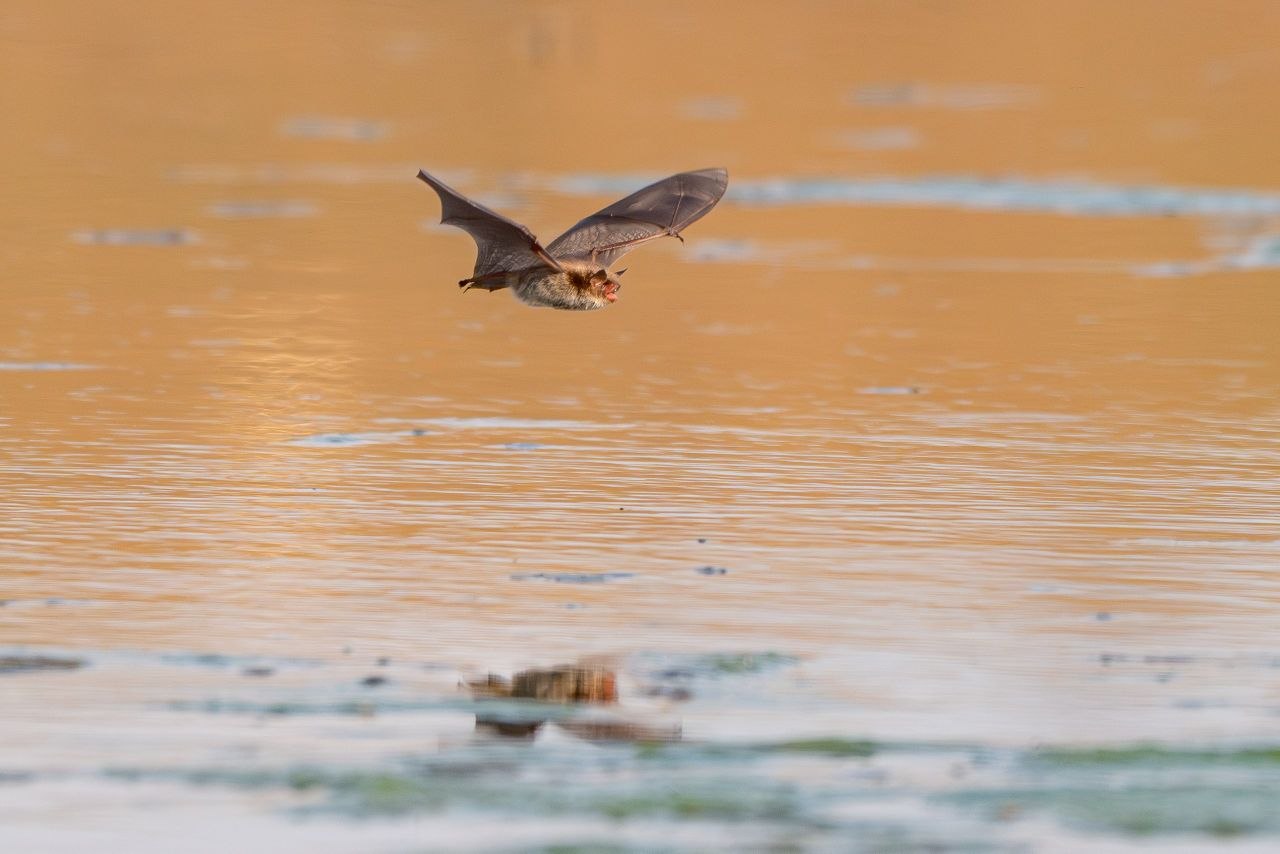 А была ли птичка?. «Мышка мастерски наворачивала круги над водой, уворачиваясь от фокуса, а потом улетела и привесилась к веточке, но ненадолго. Она снова вернулась к воде и дала возможность ещё себя поснимать»
